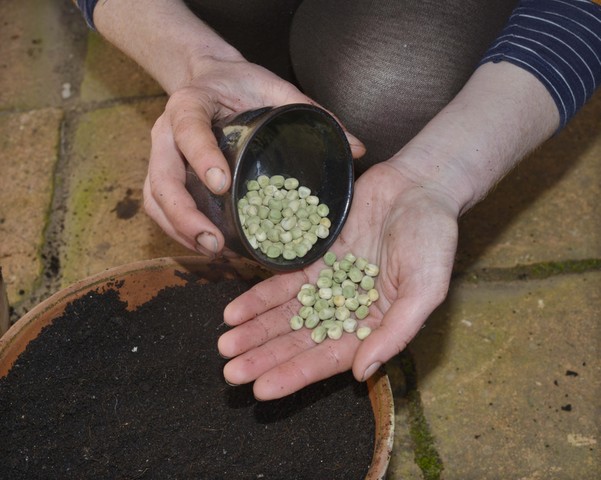 Summer of salads: Sowing pea seeds