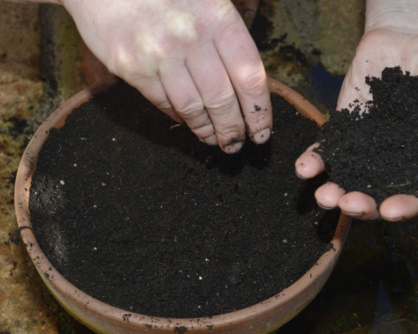 Summer of salads: Covering seeds with compost