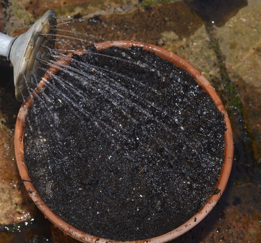 Summer of salads: Watering pots with a fine rose