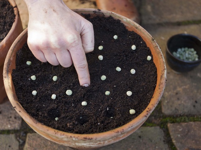 Summer of salads: Sowing peas