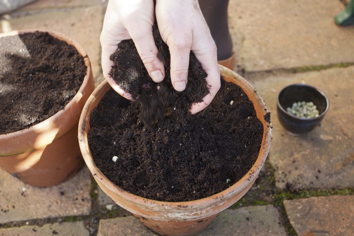 Summer of salads: Covering peas with compost