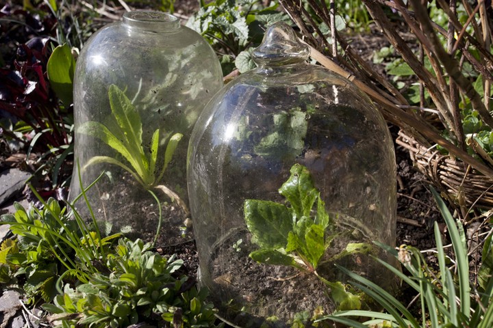 Summer of salads: Salads covered with cloches