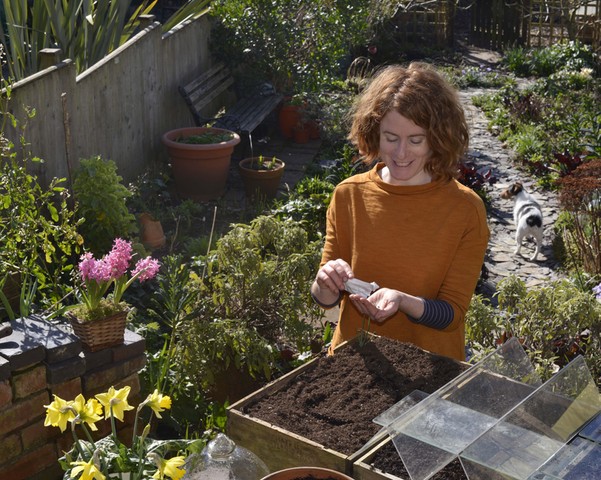 Summer of salads: Alys Fowler sows lettuce seed