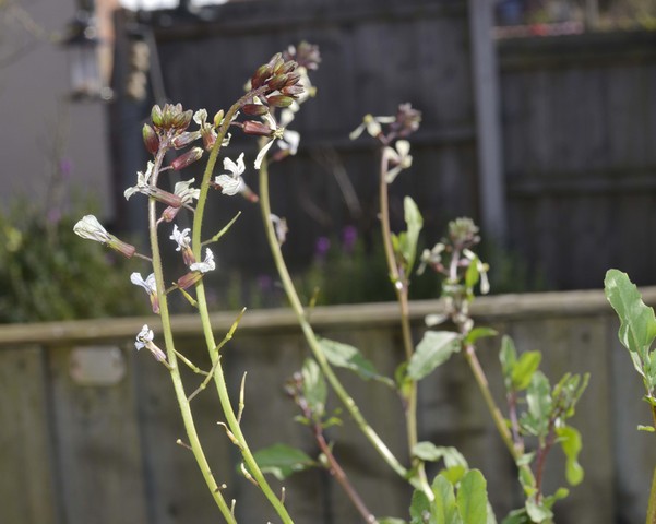 Summer of salads: Rocket flowers