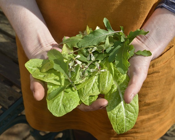 Summer of salads: Salad leaves