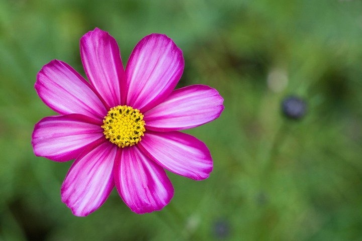 Cut flower patch: Cosmos bipinnatus 'Candy stripe'
