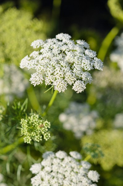 Cut flower patch: Ammi visnaga