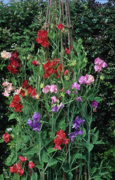 Cut flower patch: Sweet peas (Lathyrus odoratus) 