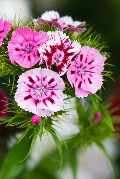 Cut flower patch: Sweet william (Dianthus barbatus)