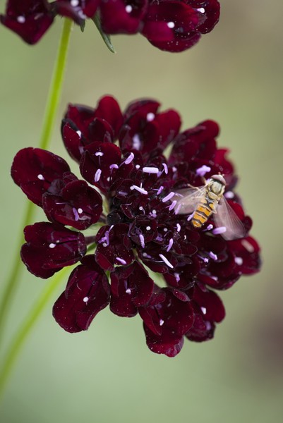 Cut flower patch: Scabiosa atropurpurea 'Black Cat'