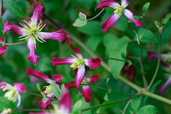 Clematis: Clematis x triternata ‘Rubromarginata’