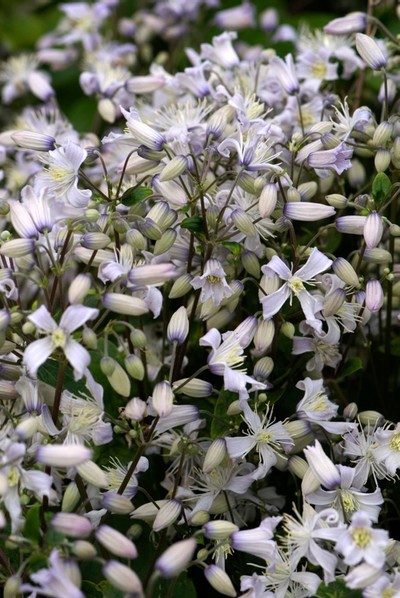 Clematis: Clematis 'Praecox'