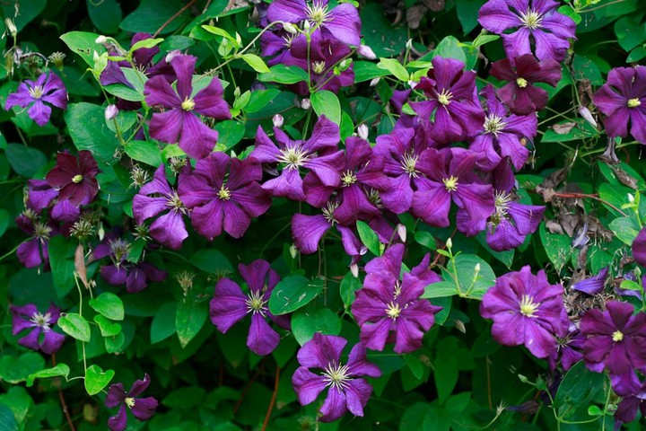 Clematis: Clematis jackmanii