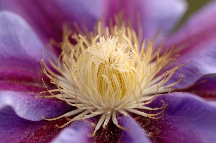 Clematis: Clematis 'Barbara Jackman'