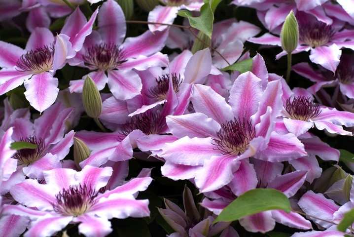Clematis: Clematis 'Nelly Moser'