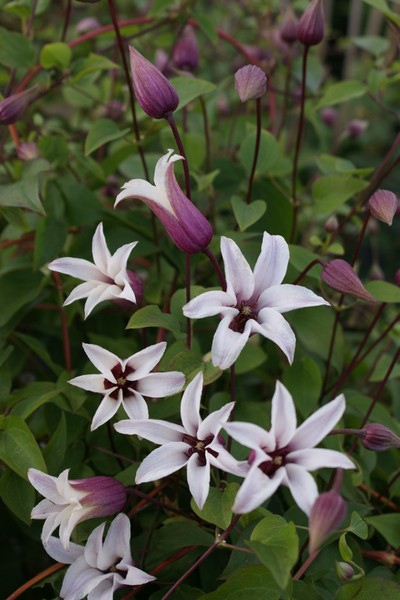Clematis: Clematis 'Princess Kate'
