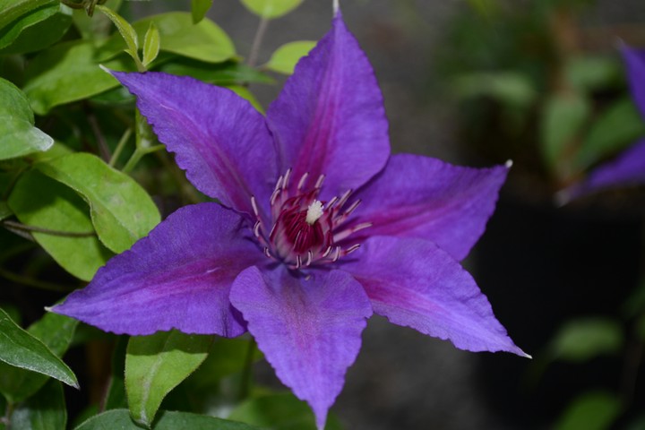 Clematis: Clematis 'Edda'