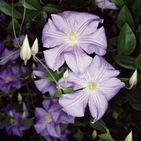 Clematis: Clematis 'Perle D'Azur'