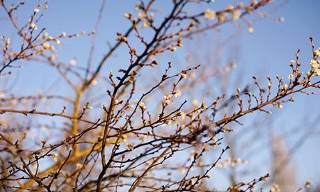 Prunus x subhirtella 'Autumnalis Rosea'
