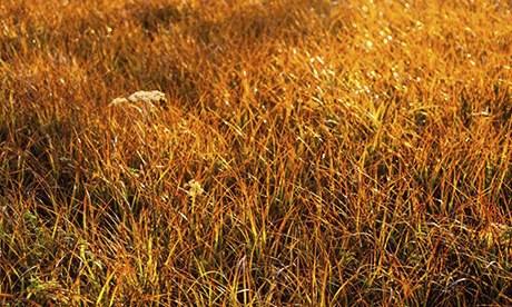 Tom Hoblyn's wetland meadow