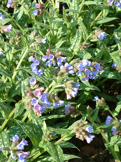Nursery plant picks: Pulmonaria 'Mado'