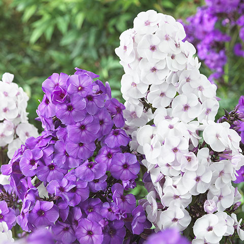 Nursery plant picks: Phlox 'Purple Elite' and 'Ice Cream'