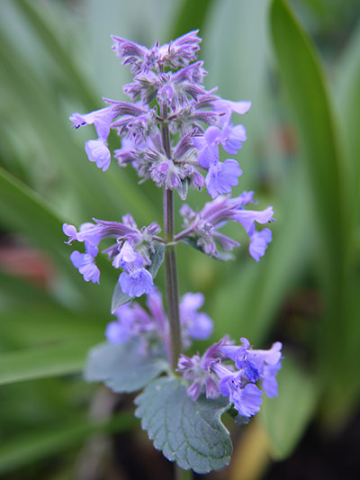 Nursery plant picks: Nepeta 'Summer Magic'