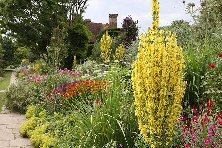 Nursery plant picks: Verbascum 'Christo’s Yellow Lightning'