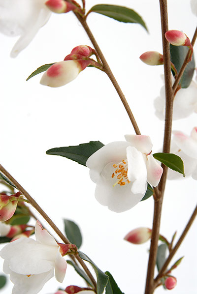 Nursery plant picks: Camellia rosthorniana 'Cupido' 
