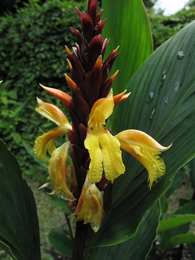 Nursery plant picks: Cautleya spicata 'Bleddyn's Beacon'
