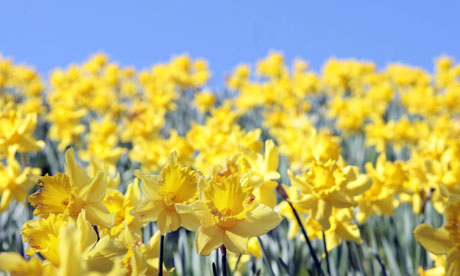 Spring weather daffodils
