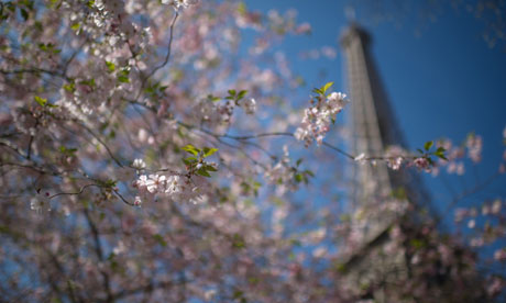 eiffel tower and cherry blossom