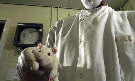 rat in laboratory