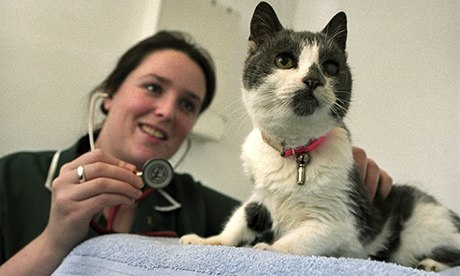cat and vet