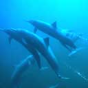 Spinner dolphins
