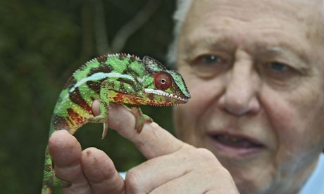 Life in Cold Blood: David Attenborough and panther chameleon