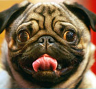 Crufts dog show
