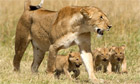 Big Cat Live