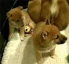 Puppy Cam