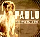 'Pablo the Drugs Mule Dog' from 'Frank' anti-cocaine advert