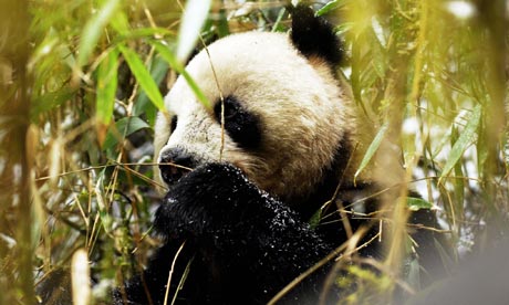 Wild China - Land of the Panda