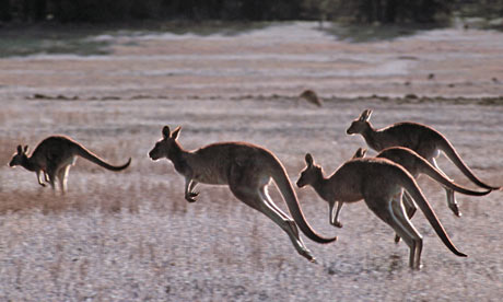 Kangaroos