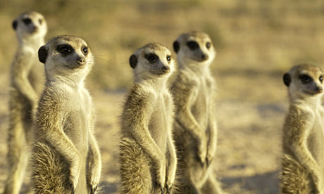 meerkat manor magazine