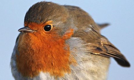 A robin: feathers flying over Radio 5 Live? 