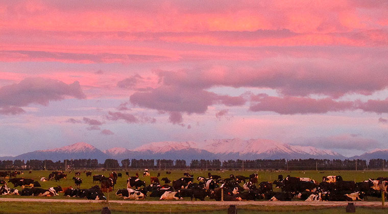 ExpatGallery : New Zealand, Ashburton expat photo