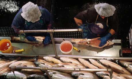 Two women gutting fish