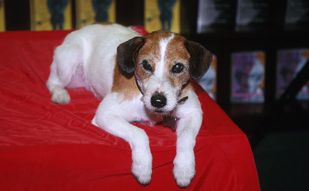 Moose, Frasier's Eddie