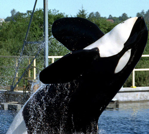 Keiko the killer whale