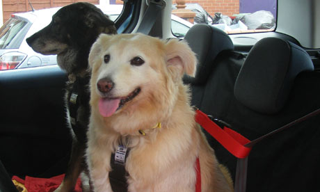 Dogs in seatbelts