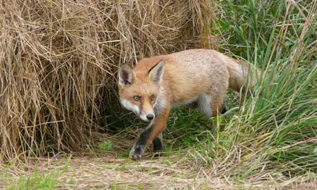 fox wildlife photographer of the year